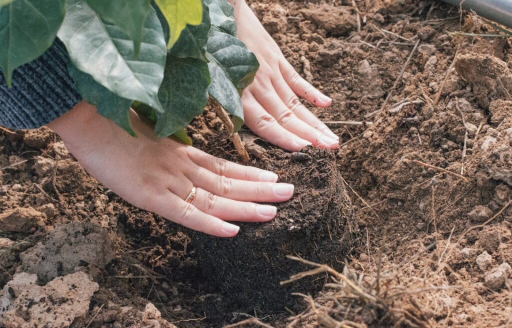 Partnerstwo dla Klimatu: Zakończenie corocznej inicjatywy sadzenia drzew na Białołęce